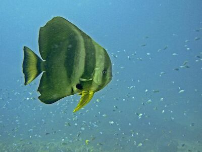 Batfish Bend, Similan Islands, Thailand