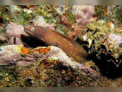 Anita’s Reef, Similan Islands, Thailand