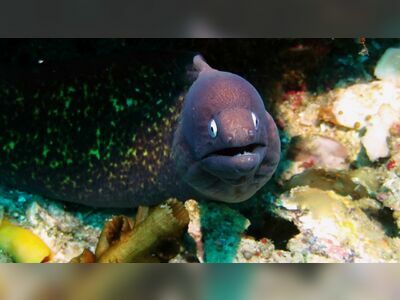 Anita’s Reef, Similan Islands, Thailand