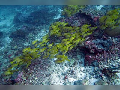Anita’s Reef, Similan Islands, Thailand
