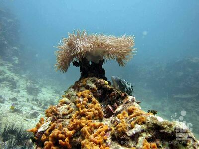 Anita’s Reef, Similan Islands, Thailand