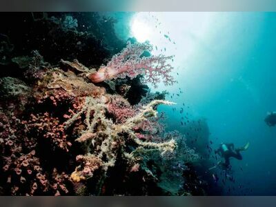 Three Trees, Similan Islands, Thailand