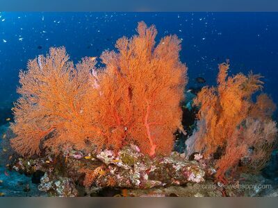 Three Trees, Similan Islands, Thailand