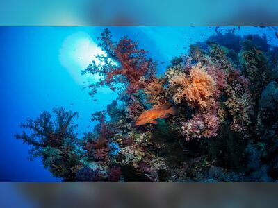 Three Trees, Similan Islands, Thailand