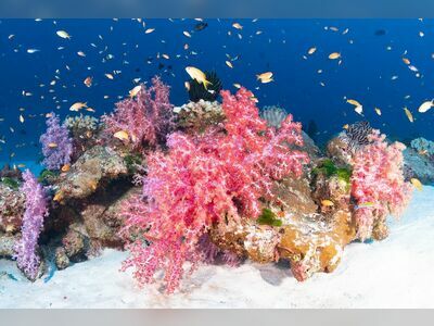 Three Trees, Similan Islands, Thailand