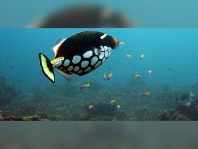 Fantasy Reef, Similan Islands, Thailand