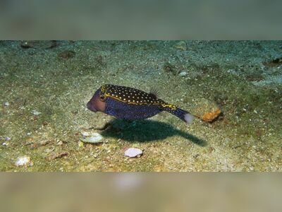 Fantasy Reef, Similan Islands, Thailand