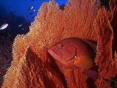 Fantasy Reef, Similan Islands, Thailand