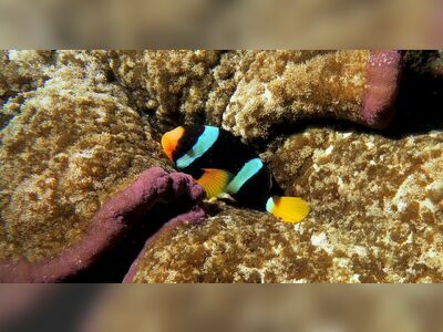 Fantasy Reef, Similan Islands, Thailand