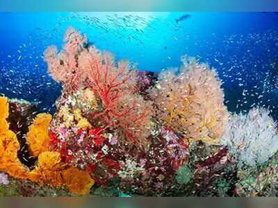Three Trees, Similan Islands, Thailand