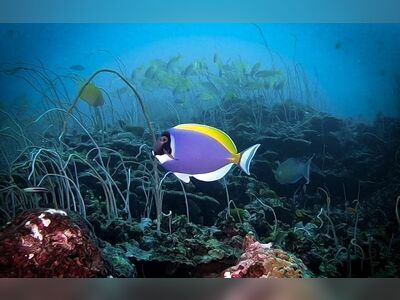 Breakfast Bend, Similan Islands, Thailand