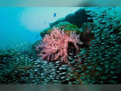 Breakfast Bend, Similan Islands, Thailand