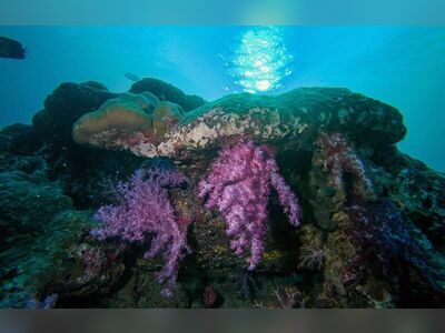 Breakfast Bend, Similan Islands, Thailand
