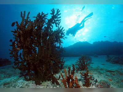 Anita’s Reef, Similan Islands, Thailand