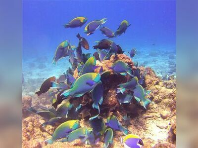 Anita’s Reef, Similan Islands, Thailand