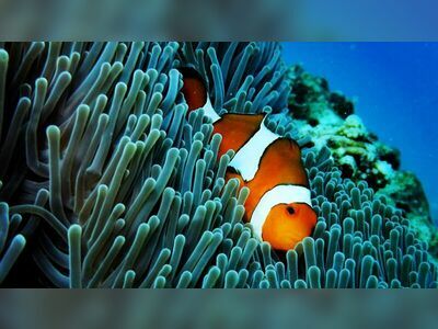 Anita’s Reef, Similan Islands, Thailand