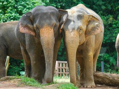 Phang Nga Elephant Park, Phang Nga, Thailand