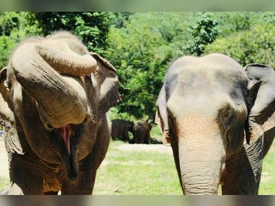 Phang Nga Elephant Park, Phang Nga, Thailand