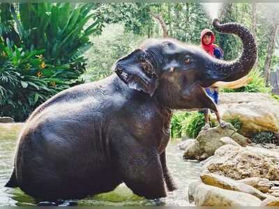 Phang Nga Elephant Park, Phang Nga, Thailand