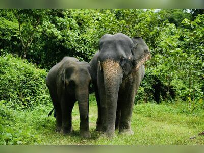 Phang Nga Elephant Park, Phang Nga, Thailand