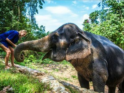 Phang Nga Elephant Park, Phang Nga, Thailand