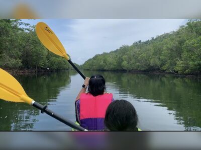 Mangrove Forest Kayaking, Koh Kood, Thailand