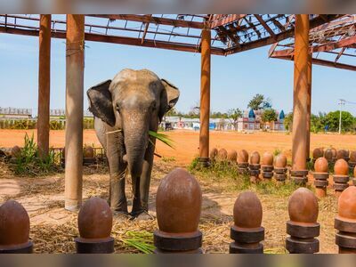 Surin Elephant Study Center, Surin, Thailand