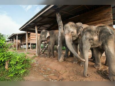 Surin Elephant Study Center, Surin, Thailand
