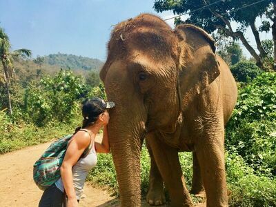 Surin Elephant Village, Thailand