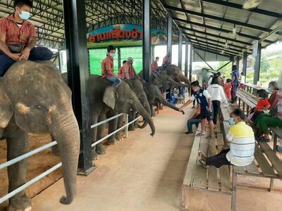Surin Elephant Village, Thailand