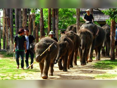Surin Elephant Village, Thailand
