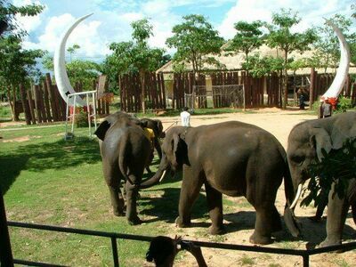 Surin Elephant Village, Thailand