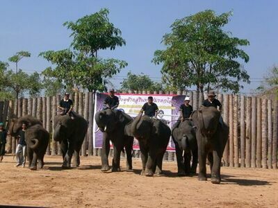 Surin Elephant Village, Thailand