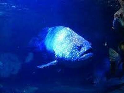 Koh Samet Aquarium, Thailand