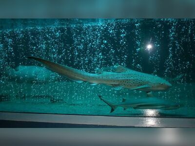 Koh Samet Aquarium, Thailand