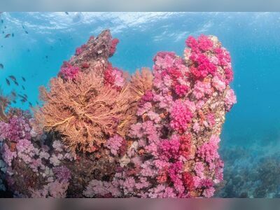 Stonehenge Dive Site, Koh Lipe, Thailand