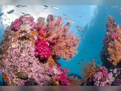 Stonehenge Dive Site, Koh Lipe, Thailand