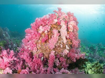 Stonehenge Dive Site, Koh Lipe, Thailand