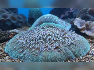 Waghor Aquarium, Prachuap Khiri Khan, Thailand