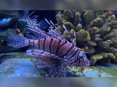 Waghor Aquarium, Prachuap Khiri Khan, Thailand