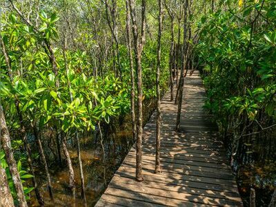 Thung Kha Bay Mangrove Forest, Chumphon, Thailand