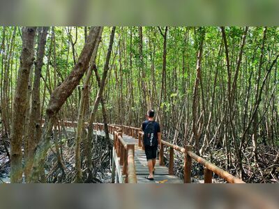 Thung Kha Bay Mangrove Forest, Chumphon, Thailand