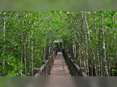 Thung Kha Bay Mangrove Forest, Chumphon, Thailand