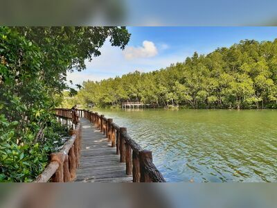 Thung Kha Bay Mangrove Forest, Chumphon, Thailand