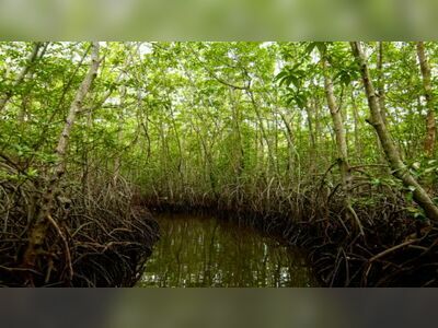 Thung Kha Bay Mangrove Forest, Chumphon, Thailand