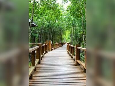Thung Kha Bay Mangrove Forest, Chumphon, Thailand