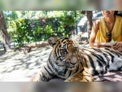 Pattaya Tiger Park