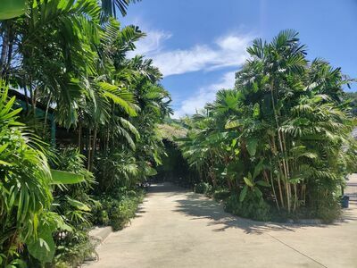 Tiger Park Phuket