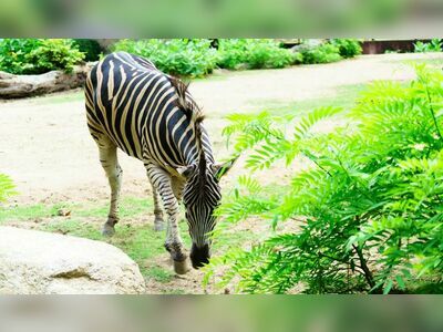 Bang Phra Reservoir and Khao Khiao Open Zoo