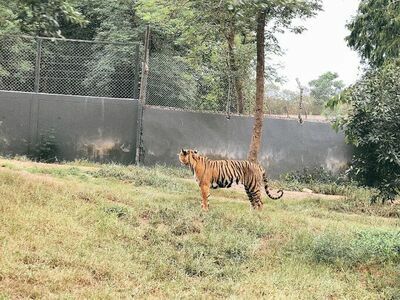 Safari Park in Kanchanaburi